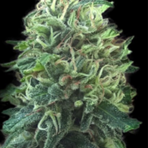 Green Scout Cookies Feminised seeds
