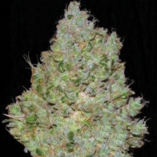 Jack Hair Feminised seeds