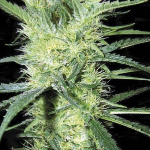 K-2 Feminised seeds