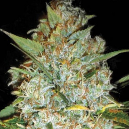 Kali's Mistery Feminised seeds