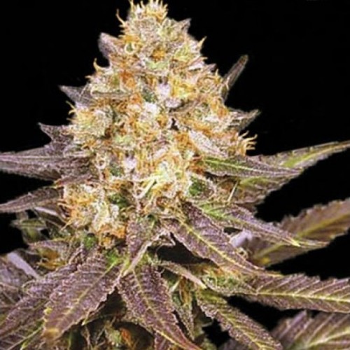 Lavender Best Feminised seeds