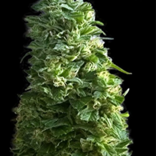Lime Skunk Feminised seeds