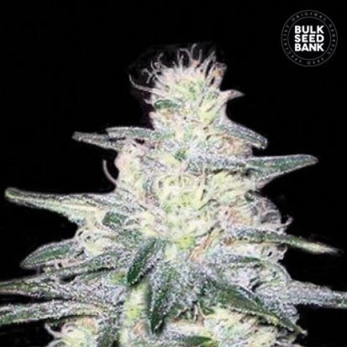 Locomotive Feminised seeds