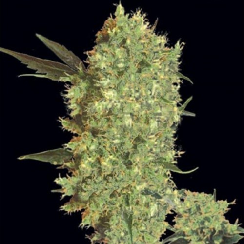 Marley's Bud Feminised seeds