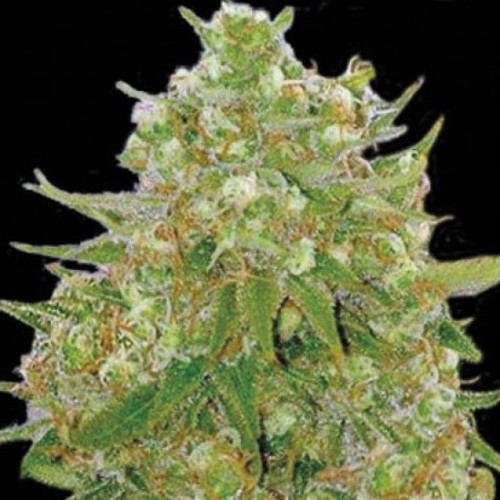 Master Kush Grand Feminised seeds