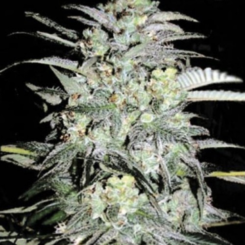 Mazar Extra Feminised seeds