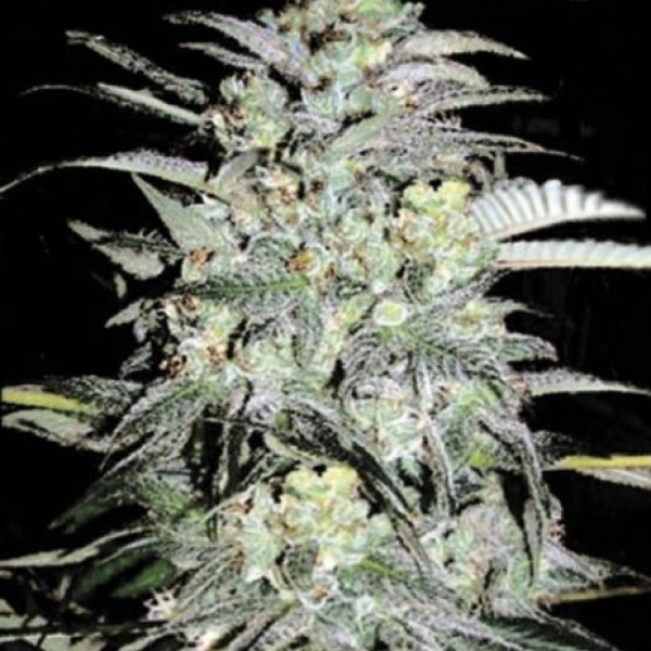 Mazar Extra Feminised seeds