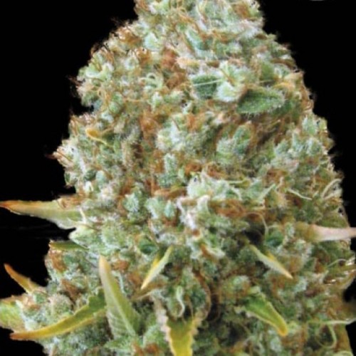 Moby Big Feminised seeds