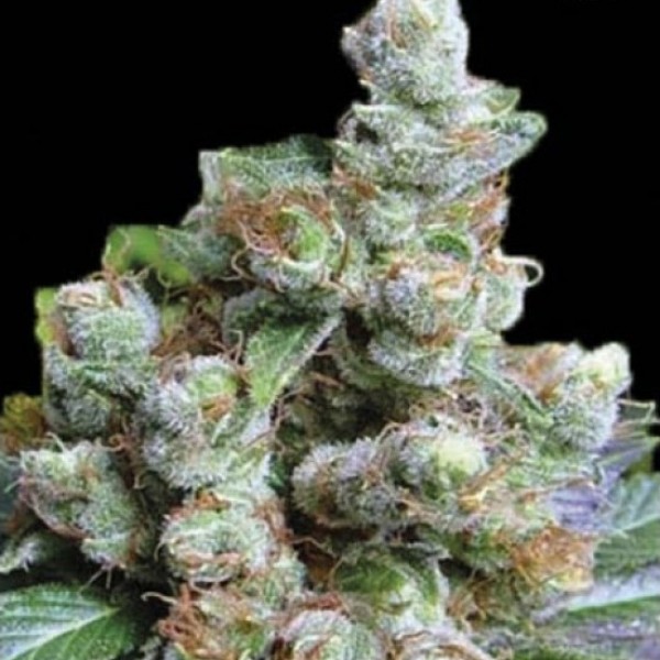 NBA Diesel Feminised seeds