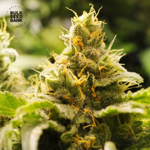 CBD Nepal Gold Feminised