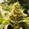 CBD Nepal Gold Feminised