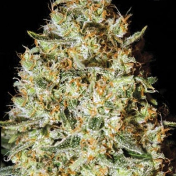 Nepal Gold Feminised seeds