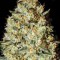 Nepal Gold Feminised seeds