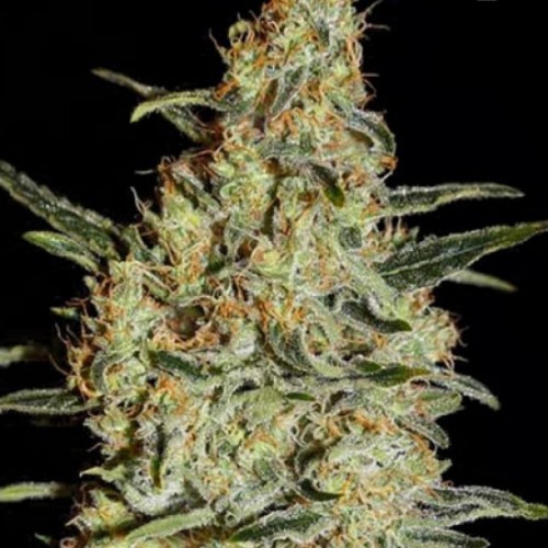 New's Haze Feminised seeds