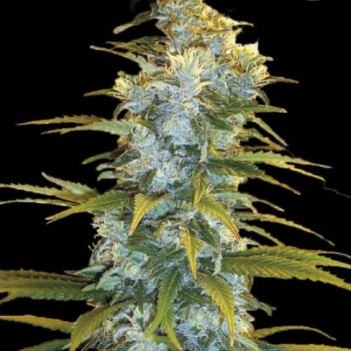Northern Light Feminised seeds
