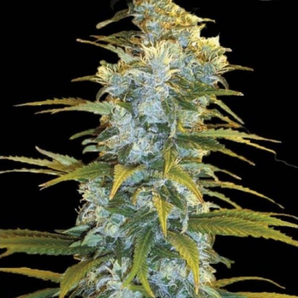 Northern Light Feminised seeds