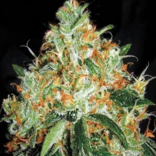Original Orange Bud Feminised seeds