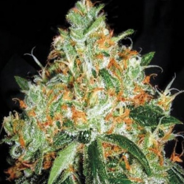 Original Orange Bud Feminised seeds
