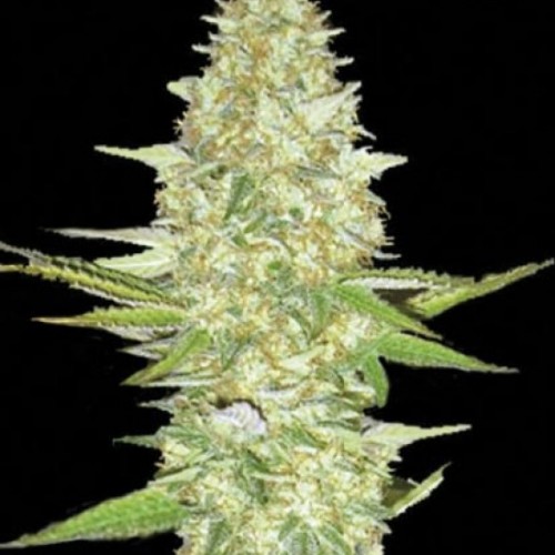 Perfect Power Plant Feminised seeds