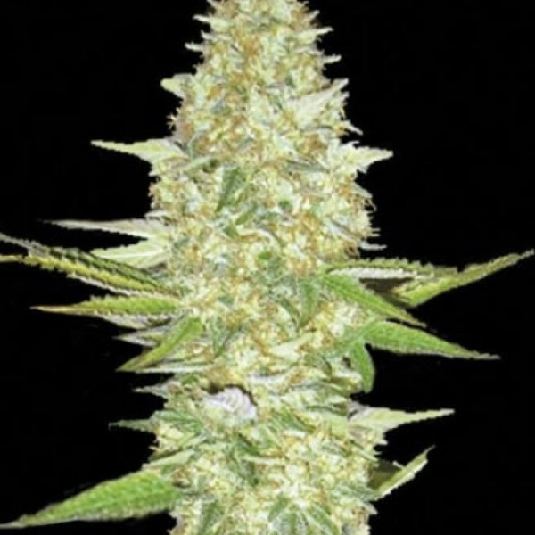 Perfect Power Plant Feminised seeds