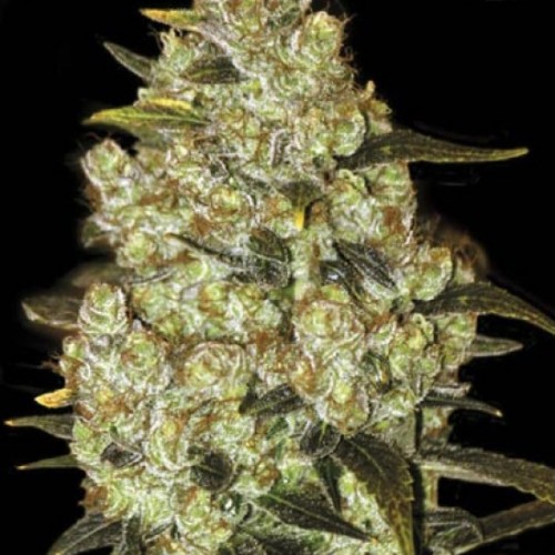 Psychedelic Feminised seeds