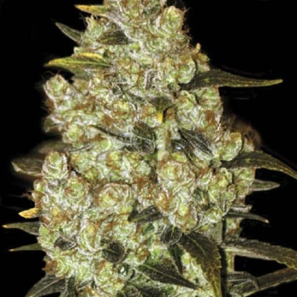 Psychedelic Feminised seeds