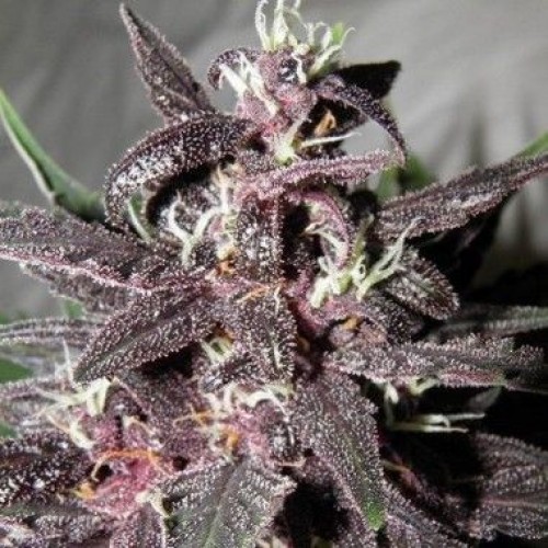 Purple Glam Kush Feminised seeds
