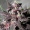 Purple Glam Kush Feminised seeds