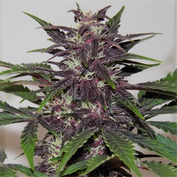 Auto Purple Glam Kush Feminised seeds