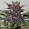 Auto Purple Glam Kush Feminised seeds