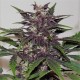 Auto Purple Glam Kush Feminised seeds