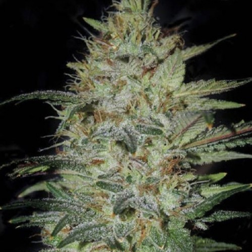 Sensible Star Feminised seeds