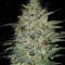 Sensible Star Feminised seeds