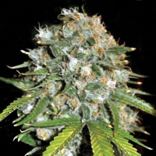 Skunk #99 Feminised seeds