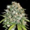 Skunk #99 Feminised seeds