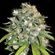 Skunk #99 Feminised Skunk #99 Feminised