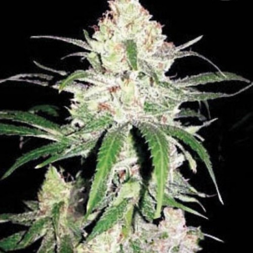 Special Lime Haze Feminised seeds
