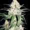 Special Lime Haze Feminised seeds