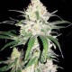 Special Lime Haze Feminised Special Lime Haze Feminised