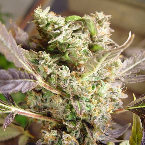 Sunmango Feminised seeds