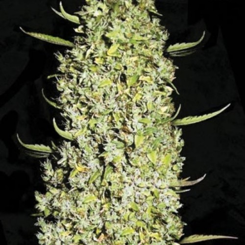 The Unlimited Feminised seeds