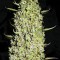 The Unlimited Feminised seeds