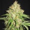 White Prussian Feminised seeds