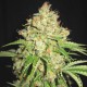 White Prussian Feminised seeds White Prussian Feminised seeds