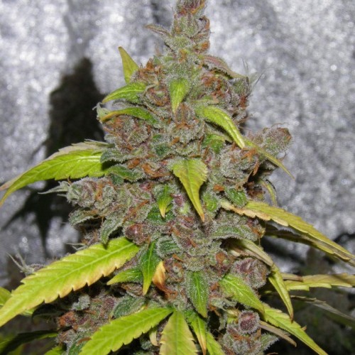Auto Carpathian Mazar Feminised seeds