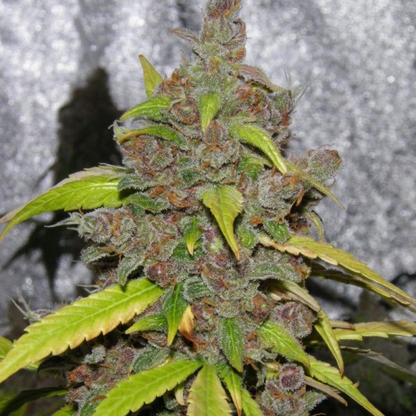 Auto Carpathian Mazar Feminised seeds
