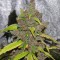 Auto Carpathian Mazar Feminised seeds