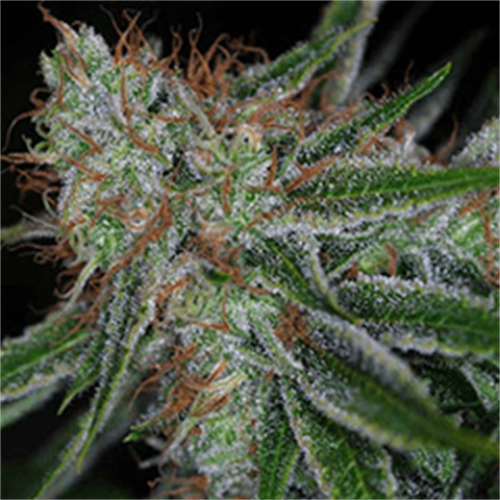 Auto Carpathian Molfar Feminised seeds