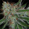 Auto Carpathian Molfar Feminised seeds