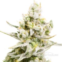 Auto Carpathian White Witch Feminised
